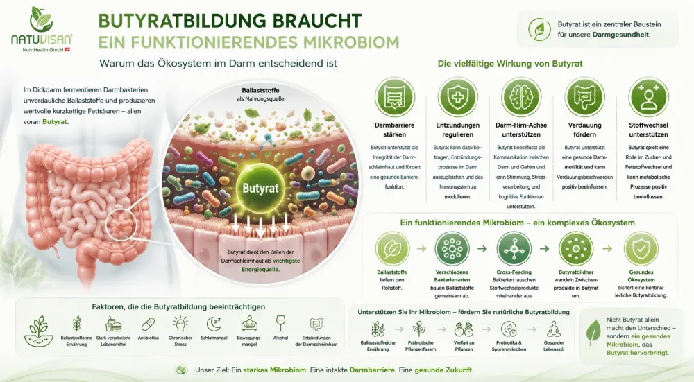 Butyratbildung braucht ein funktionierendes Mikrobiom